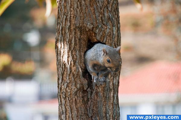 Squirrel in tree cut